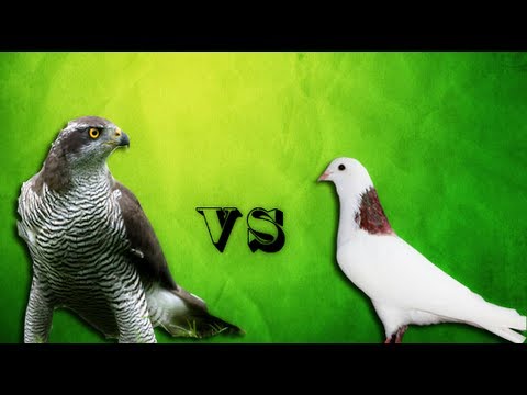 Ястреб против голубей | Goshawk against pigeons