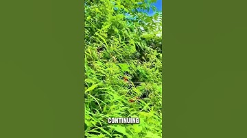 Captivating Timelapse of Spectacular Natural