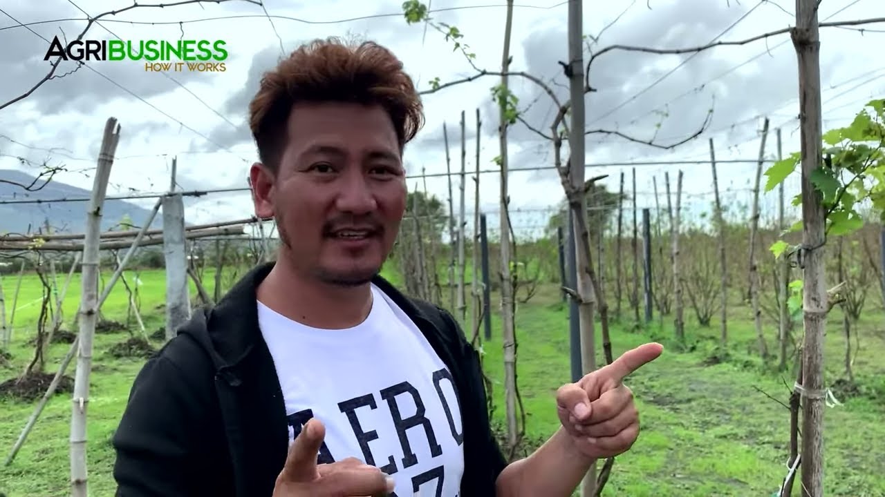 ⁣Grapes farming in the Philippines? 100% possible !