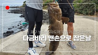 제주도 다금바리 자바리 태풍 높은 파도에 떠밀려온거 맨손고기 잡기 맨손으로 잡아 올렸어요.