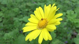 Hartbladzonnebloem (Doronicum pardalianches) - 2020-04-25