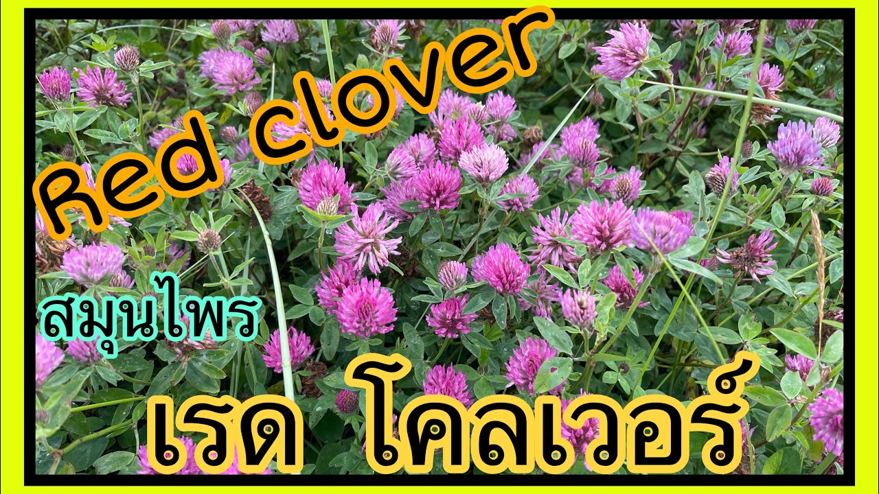 Is Red Clover Ok For Bunnies at Jesse Thomas blog