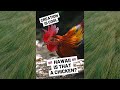 Tropical Chickens??? | Jungle Fowl | Hawaii 🌺 | Creation is Cool | #shorts