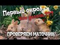 ПЕРВЫЙ ОКРОЛ/ПРОВЕРЯЕМ ГНЕЗДО МАТОЧНИК/КУРОЧКИ СКОРО ЗАНЕСУТСЯ/СЕНТЯБРЬ 2020