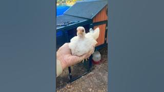 My Spoiled Special Needs Serama Hen🥹