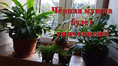 КАК ИЗБАВИТЬСЯ ОТ ПОЧВЕННЫХ МУШЕК В КОМНАТНЫХ ЦВЕТАХ! - YouTube