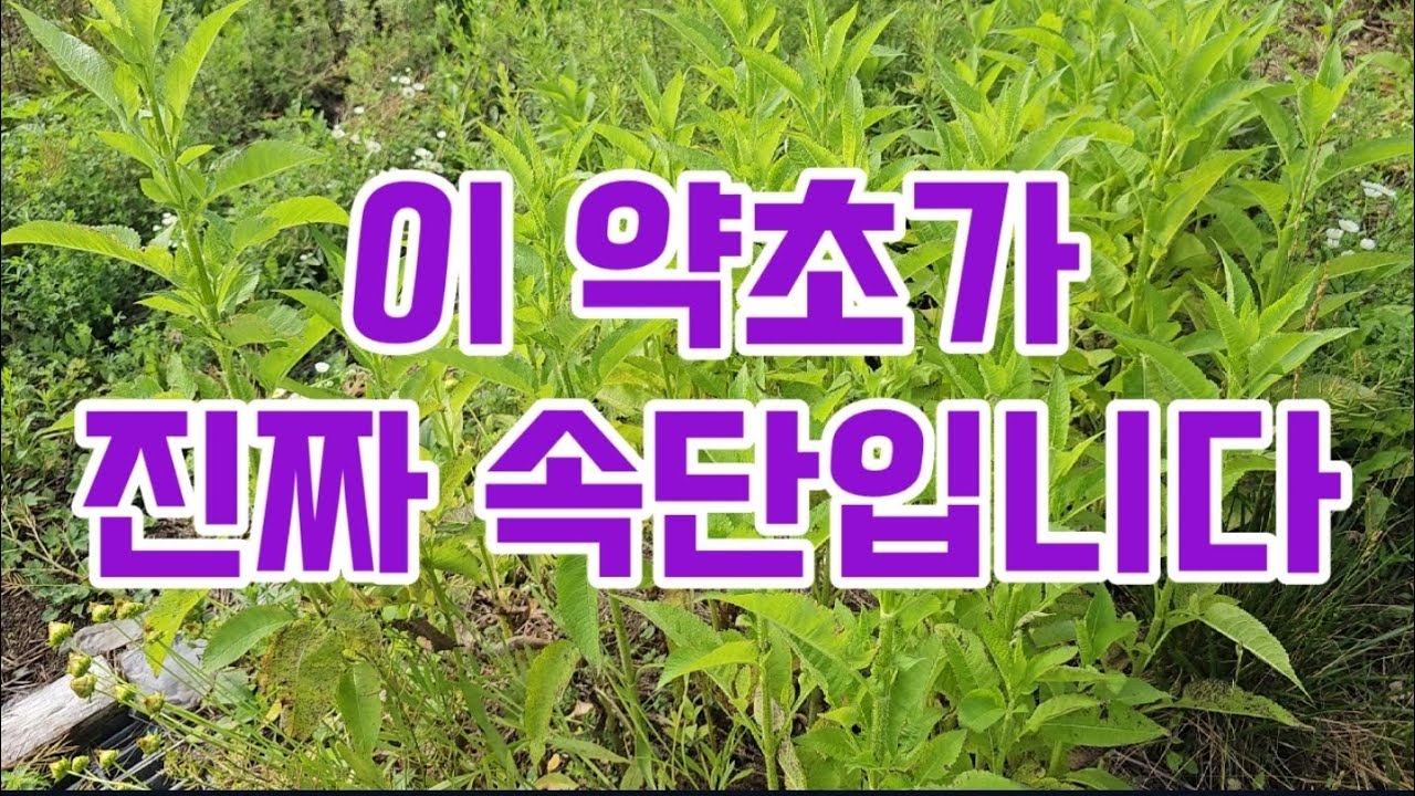 진짜가 나타났다 #천속단 산토끼꽃 - YouTube