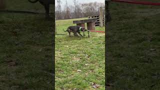 Funny American Staffordshire Terrier Video Tug Of War