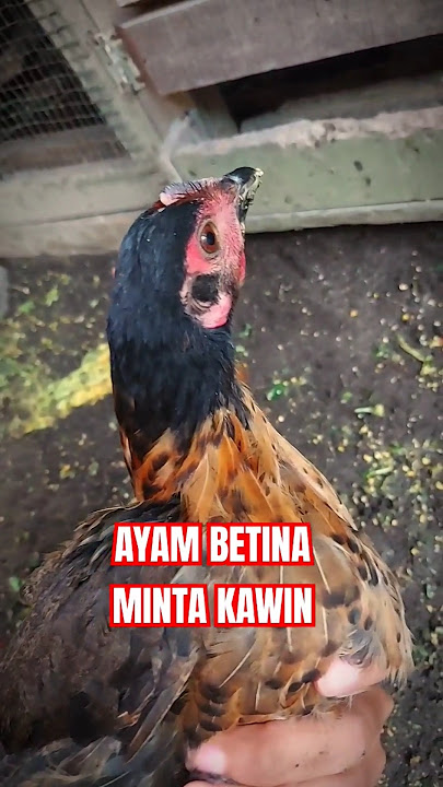 Ciri-ciri Ayam BETINA MINTA KAWIN!! #ytshorts #ytvideo #ayamkampung #ayam