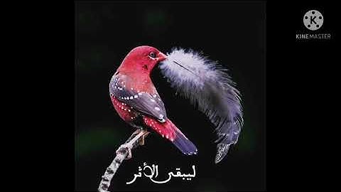 الصفحة 123من سورة المائدة مكررة بصوت الشيخ أيمن سويد