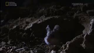 Grasshopper Mouse Howling