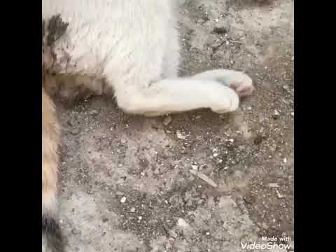 انقاذ قطة تعاني من الامساك