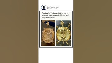 This is why Turtle can