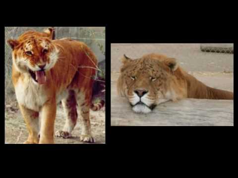 Ligers and Tigons - Separating Fact from Fiction - Question 1