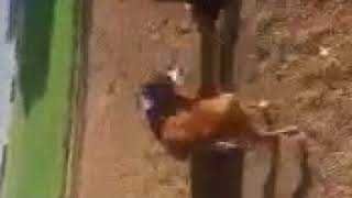 Asha - Wright-Way Rescue Profile