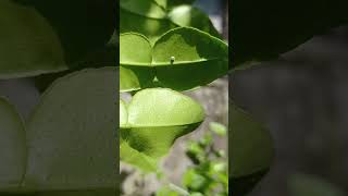 Video Metamorfosis Kupu-kupu #shorts