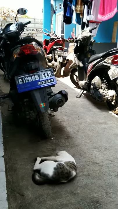 Entah apa yang merasuki mu versi kucing