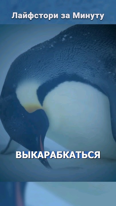Спасти пингвинов ИЛИ следовать правилам? - YouTube