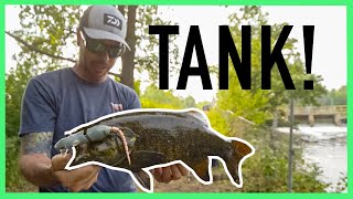 PB Smallmouth In The Spillway! TOPWATER by FloBass 198 views 1 year ago 2 minutes, 13 seconds