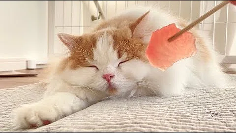 تحميل 猫まぐろ