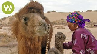 Mongolei: das Nomadenleben der Kamelzüchter in der Wüste Gobi
