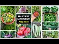 Vegetable & Fruits Harvest Madness! California Gardening Garden Tour, Harvests, Gardening Tips!