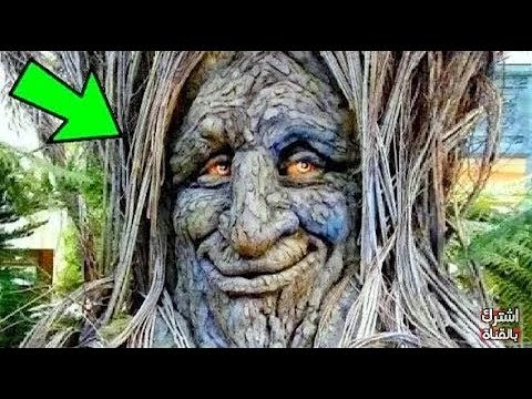 Vidéo: Les arbres les plus insolites du monde