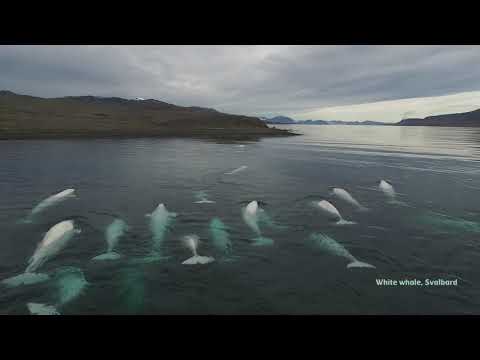 Video: Isbjørn Søger Efter Mad I Byen På Grund Af Klimaændringer