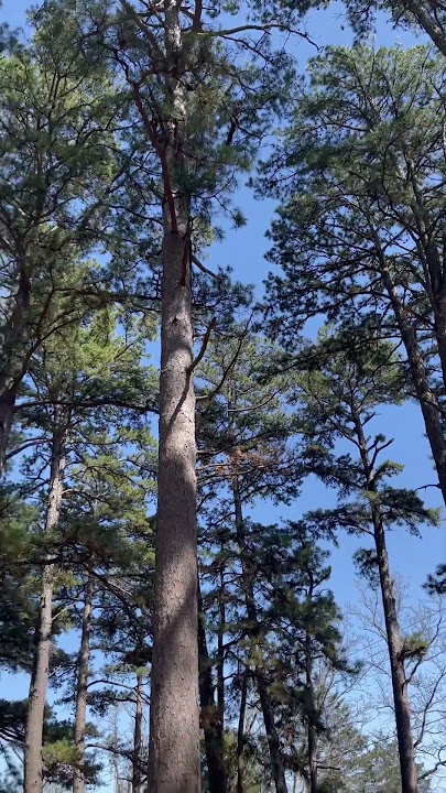 A BEAUTIFUL AND SUNNY SUNDAY #shorts #sunny #sunday