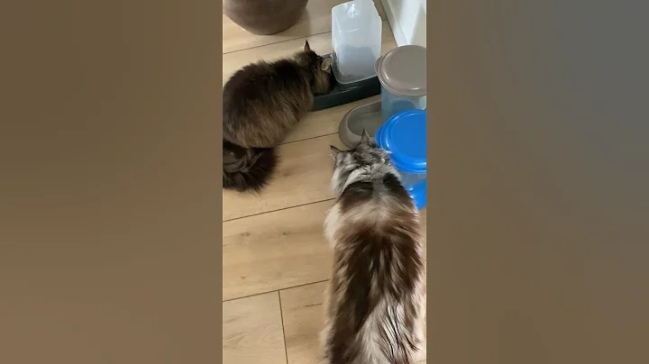 Video 4304661: mainecoon cat meow, mainecoon cute meow