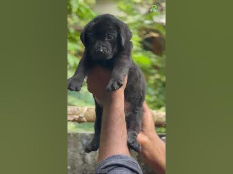 Labrador puppy ||Trivandrum ||+91 85938 52209 ||#plantorium