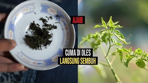 Luar Biasa !! Khasiat Daun Cabai Yang Jarang Orang Tahu Untuk Kesehatan Tubuh