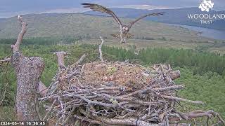 What time do you call this? Louis the Loch Arkaig Osprey finally brings a fish 14 May 2024