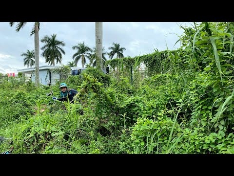 Overgrown 3METER tall grass covered FENCE LAWN Impossible To Use  Let''''s TRANSFORMATION This Mess!