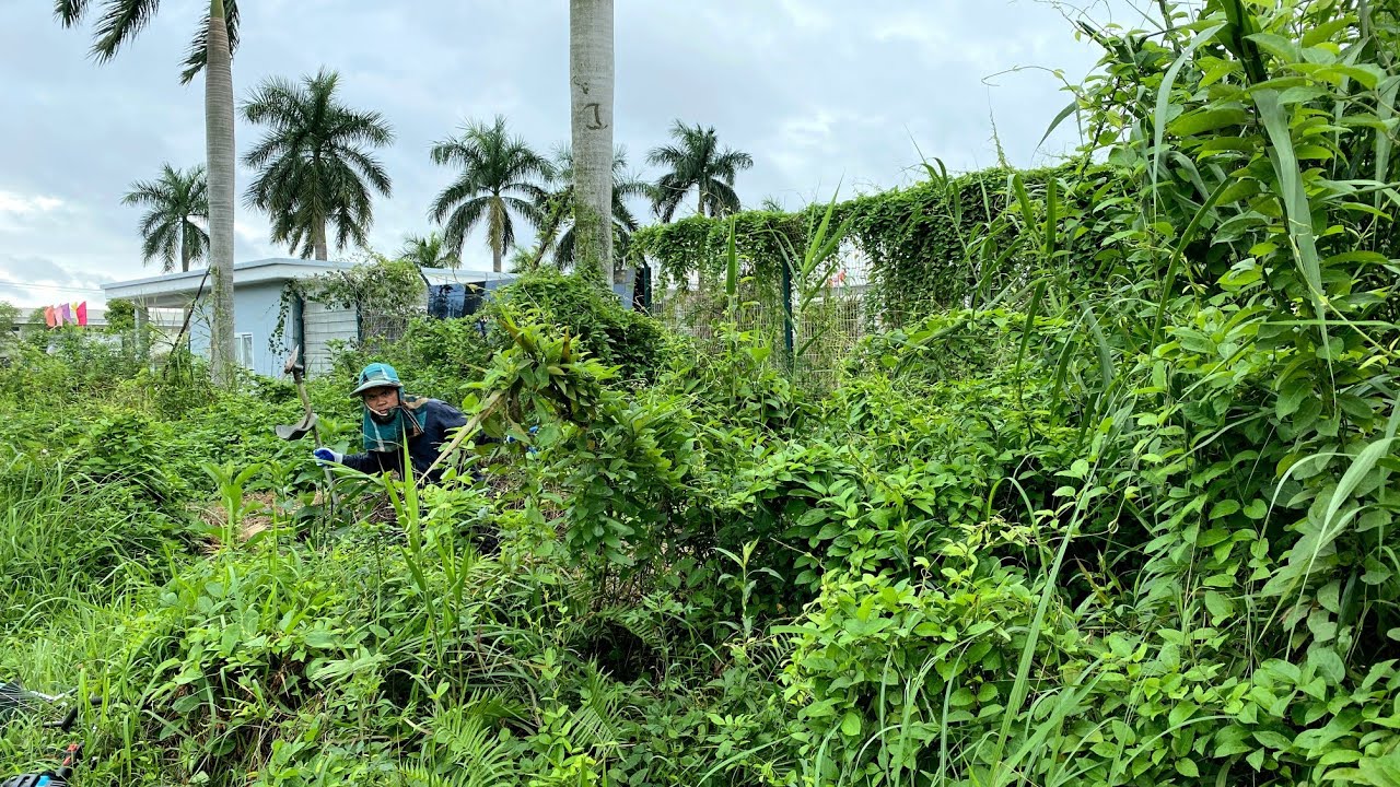Overgrown 3METER tall grass covered FENCE LAWN Impossible To Use  Let's TRANSFORMATION This Mess!