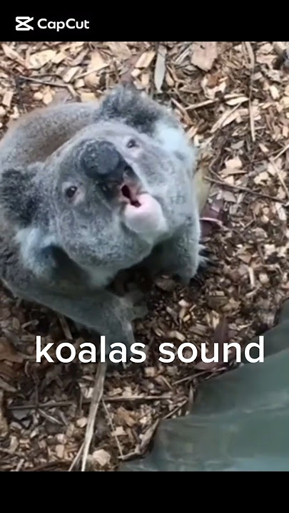 Koalas Are Cute… But Their Sounds? TERRIFYING! 😨🐨🔊#shorts #sound #animalsounds