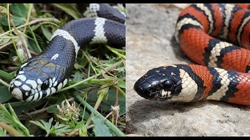 California Herping (Bay Area) Kingsnakes, Bob Ferguson, and More!