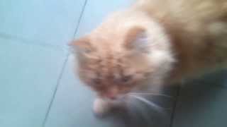 Инструкция для говорящего кота! Talking Cat! Инструкция для говорящего кота! Talking Cat!