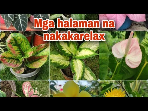 Video: Mga Halaman Na Nagpapagaan Ng Pagkapagod At Sakit