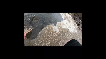 HUGE Brook Trout!! #shorts