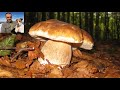 Video inedito di una favolosa raccolta di funghi porcini nel Parco dei Cento Laghi