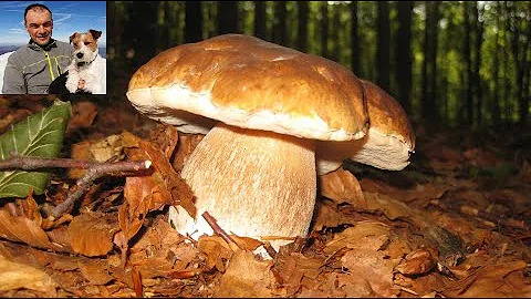 Come si raccolgono i funghi porcini?