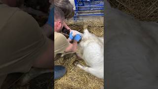 Goat Birth On CAMERA! #motherhood #goat #babygoats #birth