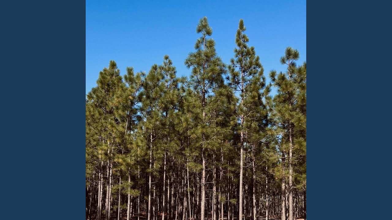 Watch Loblolly Longleaf on YouTube Watch Loblolly Longleaf on YouTube