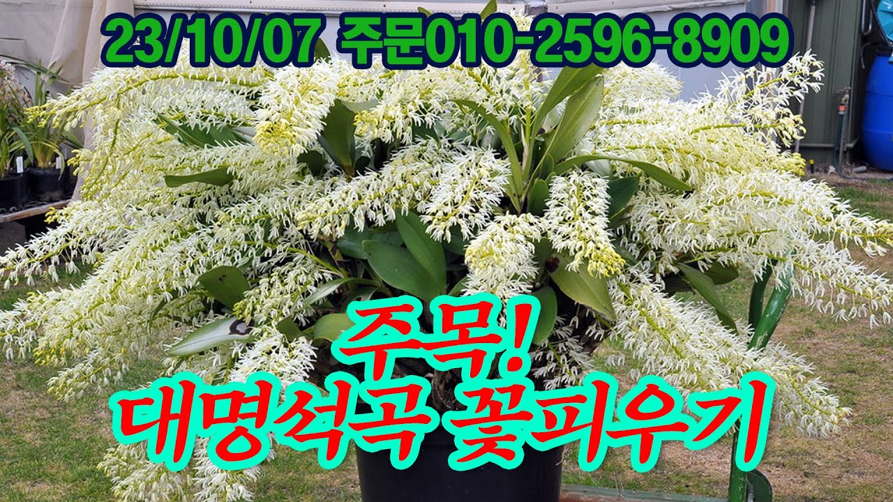 대명석곡 꽃 꼭~~ 보세요. 꽃피우기 지금이 중요