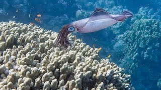 Squid Camouflage | Marsa Shagra