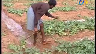 Water melon – cultivation practices