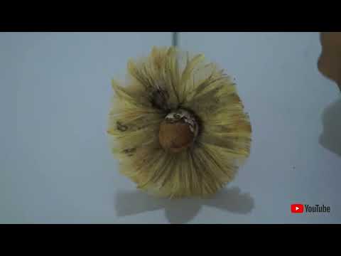 How to making Areca Nut flowers.