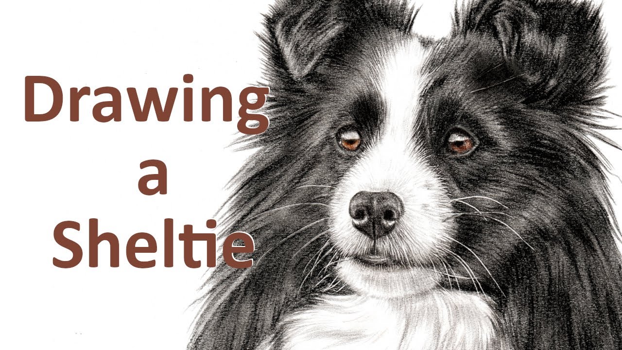 Buntstiftzeichnung eines Shelties I Tierportrait zeichnen lassen I Auftragsarbeit