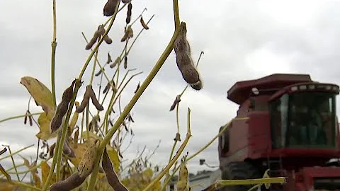 Maryland soybean farmer reacts to Trump's $12B farm bailout | NBC4 Washington